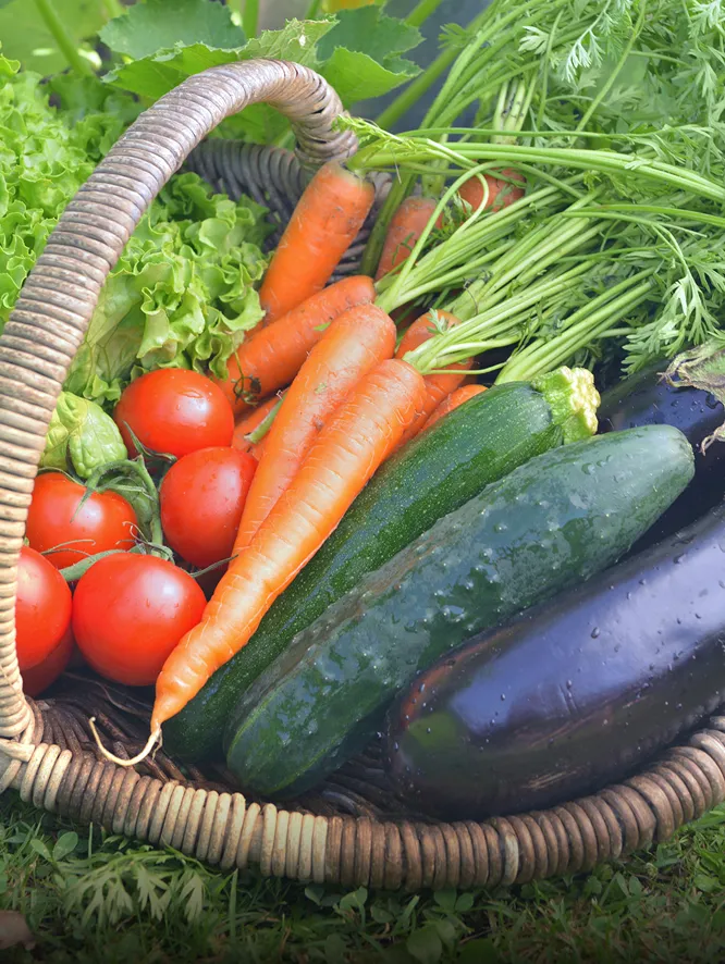 収穫されたばかりの、ニンジン、キュウリ、ナス、トマト、レタスなどが茶色いかごに山盛りにされた写真。