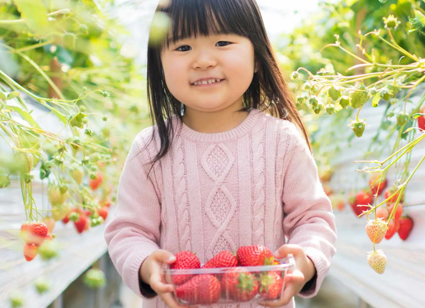 ハウス内で、ピンク色のセーターを着た幼い女の子が、正面を向き、笑顔で両手に摘みたての真っ赤なイチゴが入った透明のパックを抱えている。