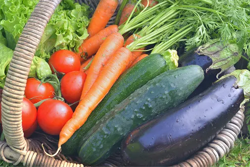 バスケットいっぱいに収穫された、艶やかなナス、キュウリ、ニンジン、真っ赤なトマトなどの新鮮な夏野菜。