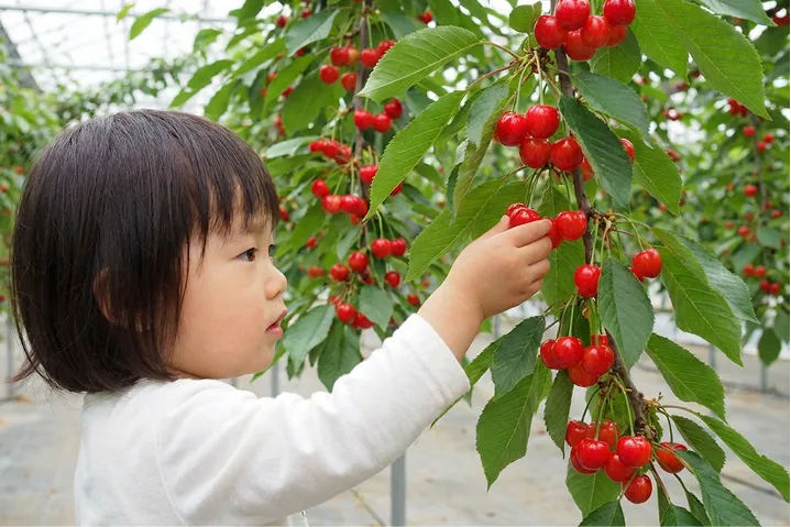 実った真っ赤なさくらんぼに手を伸ばし、真剣な表情で収穫に挑戦する小さな女の子