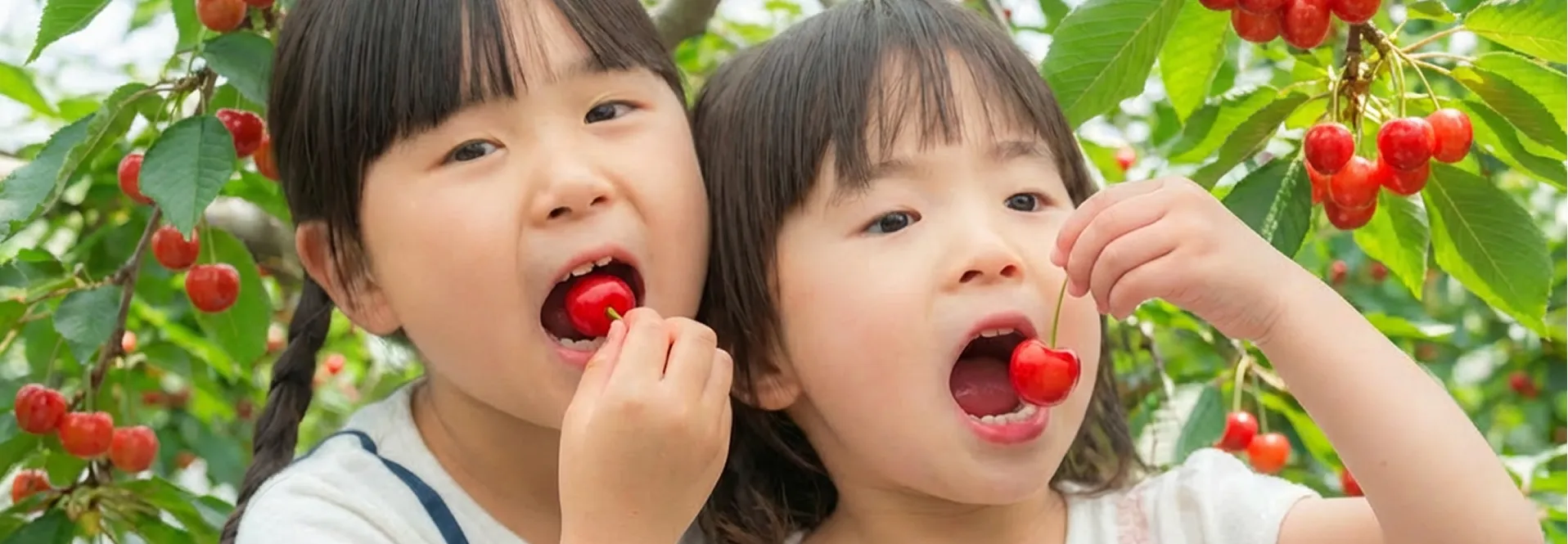 さくらんぼの木の下で、真っ赤な実を口に運んで食べる二人の女の子