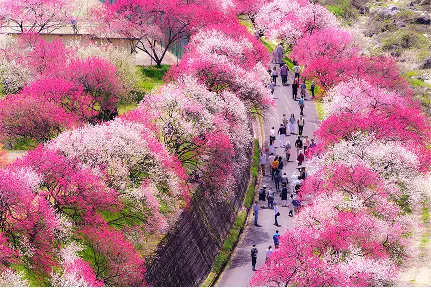 ピンク色の鮮やかな花桃が咲き誇る道路