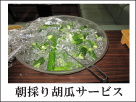 朝採りきゅうり