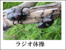 ラジオ体操